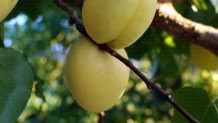 Iğdır