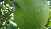 Granny Smith