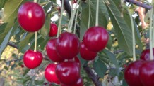 Kütahya
