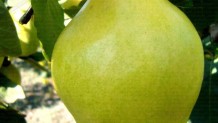 Limon