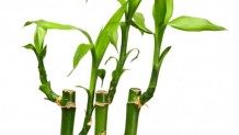 Bambu bitkisi