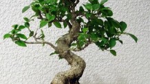 Bonsai Çiçeği