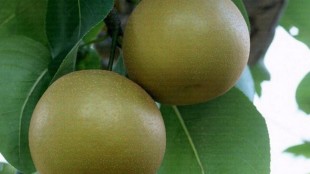 Kosui