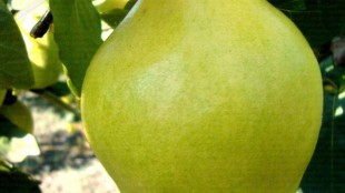 Limon
