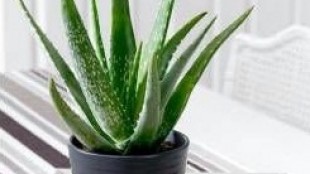 Aloe Vera  Bitkisi