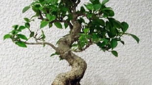 Bonsai Çiçeği