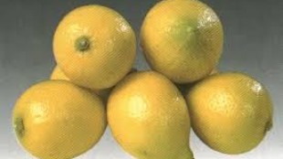 Kıbrıs limonu